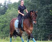 buckskin-black-points-horse