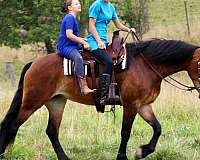 dappled-friesian-horse