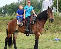 dressage-friesian-horse