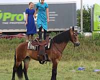 driving-friesian-horse