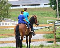 husband-safe-friesian-horse