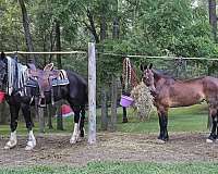 pleasure-driving-friesian-horse