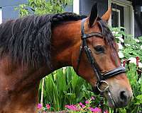 trail-riding-friesian-horse