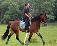 haflinger-friesian-horse