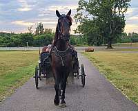 breeding-friesian-horse