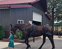 all-around-friesian-horse