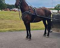 driving-friesian-horse