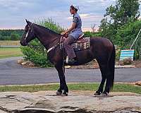 harness-friesian-horse