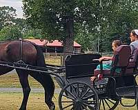 trail-riding-friesian-horse