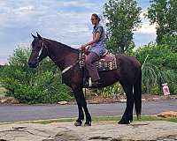 youth-friesian-horse