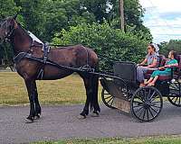 black-friesian-mare