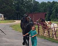 black-all-around-horse