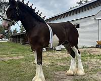 bay-stallion-yearling-for-sale