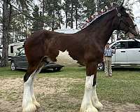 bay-clydesdale-stallion-yearling