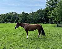 chestnut-left-fore-stocking-horse