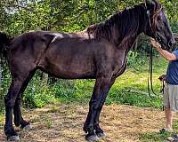 percheron-mare