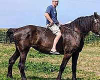 percheron-horse-for-sale