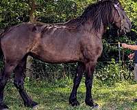 percheron-horse