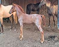 roan-sorrel-homozygous-horse