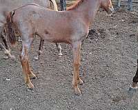 roan-sorrel-filly-for-sale