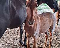 roan-sorrel-filly