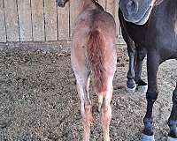 roan-sorrel-horse-for-sale