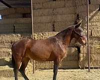 good-conformation-andalusian-horse