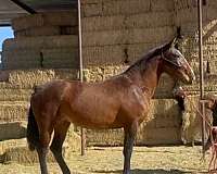 atrevido-mango-lineage-horse