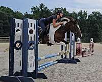 bay-tobiano-horse