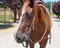 barrel-racing-quarter-horse