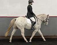 white-working-equitation-pony