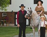 white-western-dressage-pony