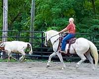 grey-see-pics-horse