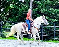 flashy-percheron-horse