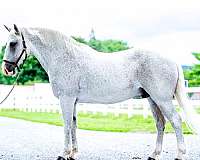 family-percheron-horse