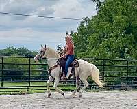 husband-safe-percheron-horse