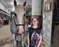 all-around-percheron-horse