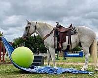 gentle-percheron-horse