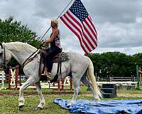 ranch-percheron-horse