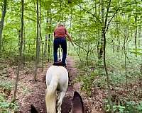 dressage-percheron-horse