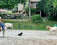 eventing-percheron-horse