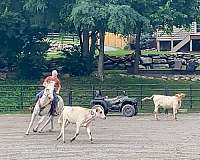 playday-percheron-horse