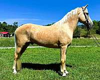 palomino-see-pics-horse