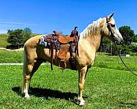 flashy-kentucky-mountain-horse