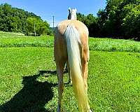 family-kentucky-mountain-horse