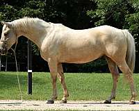 palomino-see-pics-horse