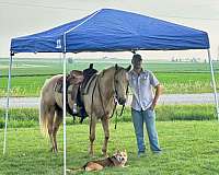 gentle-quarter-horse