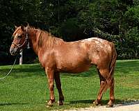 flashy-poa-horse