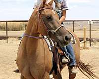 ranch-quarter-horse