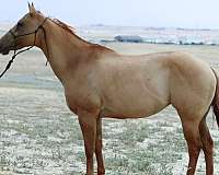 beginner-quarter-horse